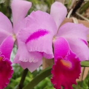 Cattleya trianae"Mooreana"