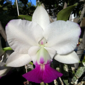 Cattleya walkeriana semialba "Puanani"