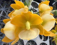 Cycnodes Taiwan Yellow diamond Sunmoon "Miracle"