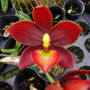 Cycnodes TaiwanYellow Diamond"Red wine"