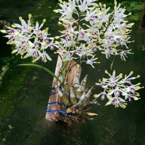 Dendrobium canaliculatum var.tattonianum