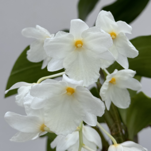 Dendrobium farmeri album