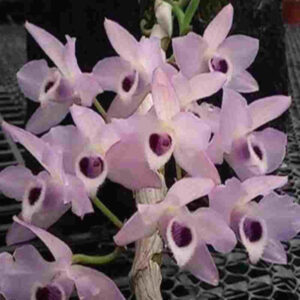 Dendrobium parishii coerulea