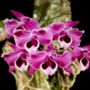 Dendrobium parishii peloric "6 eye"