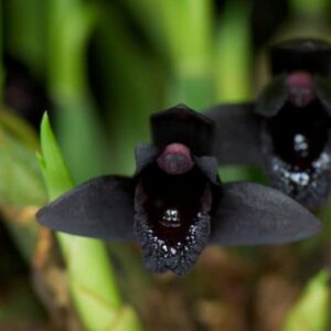 Maxillaria schunkeana