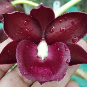 Monnierara Jumbo Delight