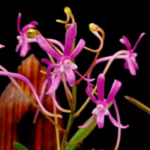 Neofinetia falcata "Koto"
