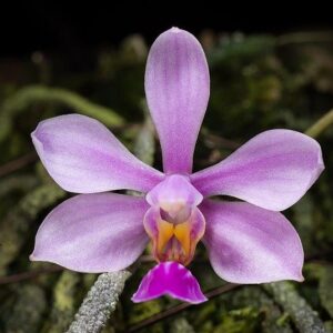 Phalaenopsis zhanhuoanensis