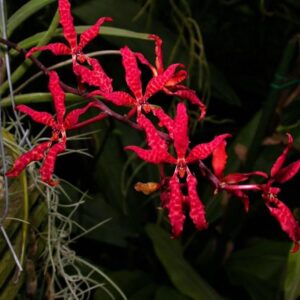 Renanthera bella