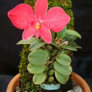 Sophronitis wittigiana